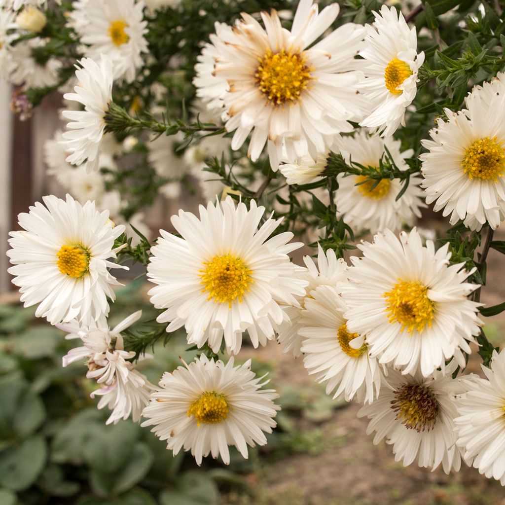 Syysasteri White Lady