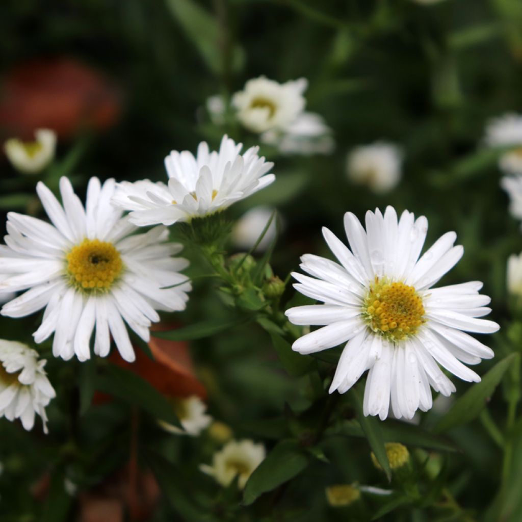 Syysasteri White Lady