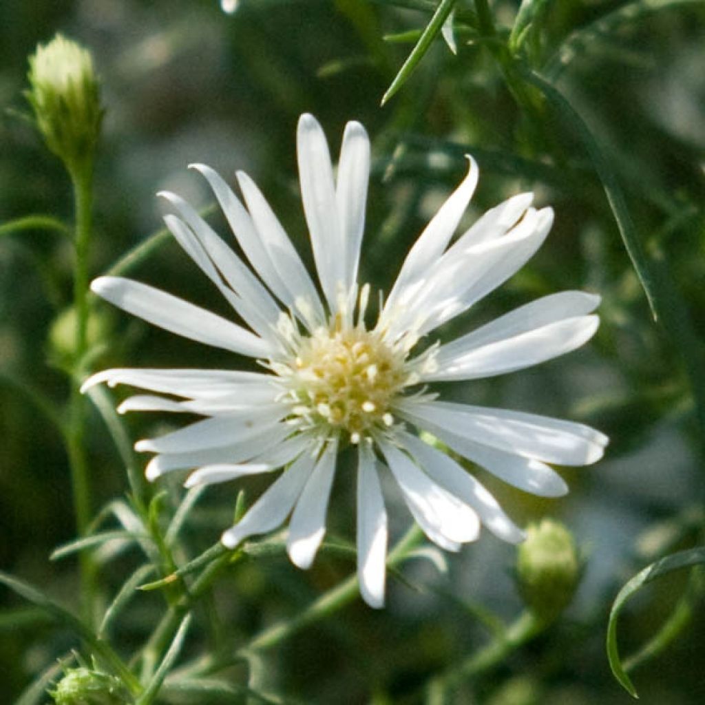 Kanerva-asteri Monte Cassino
