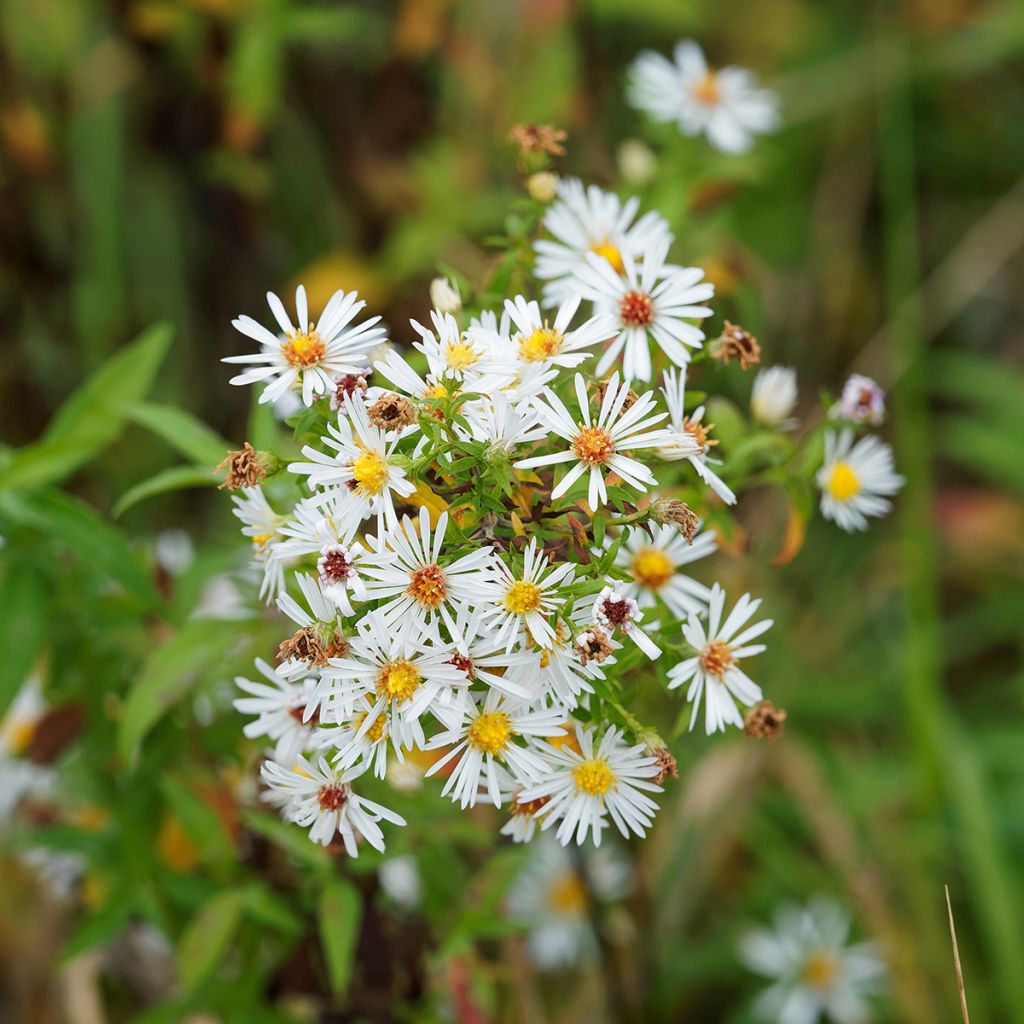 Kanerva-asteri Monte Cassino