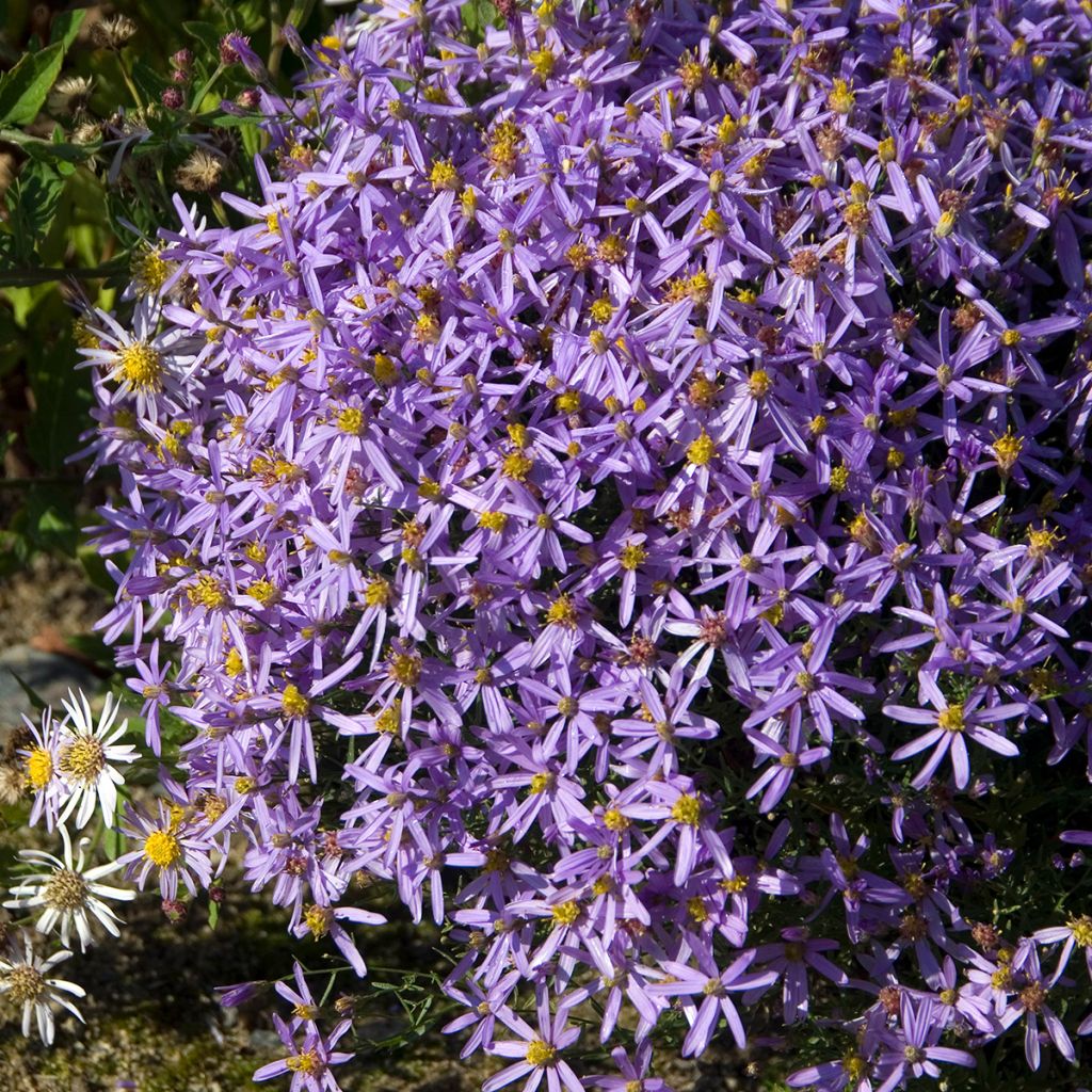 Pikkukutriasteri Nanus