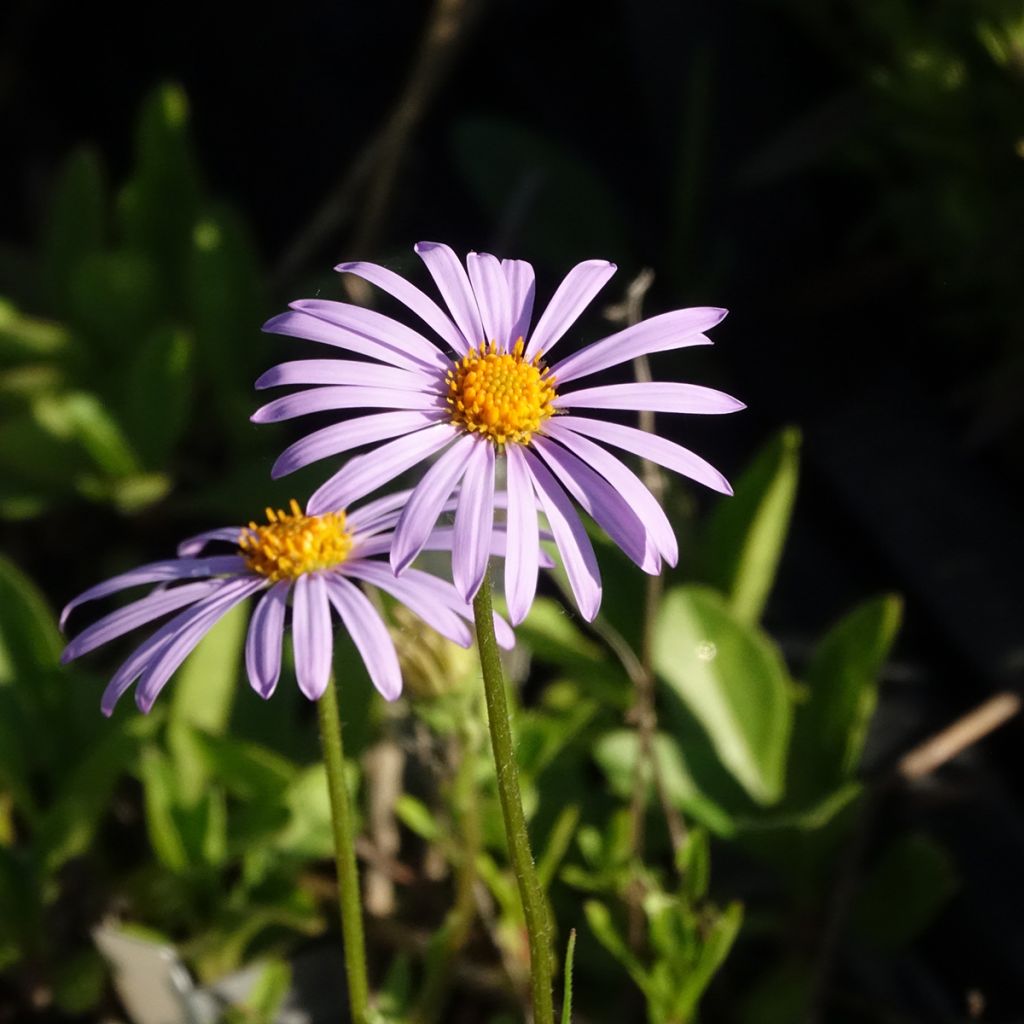 Juhannusasteri Berggarten