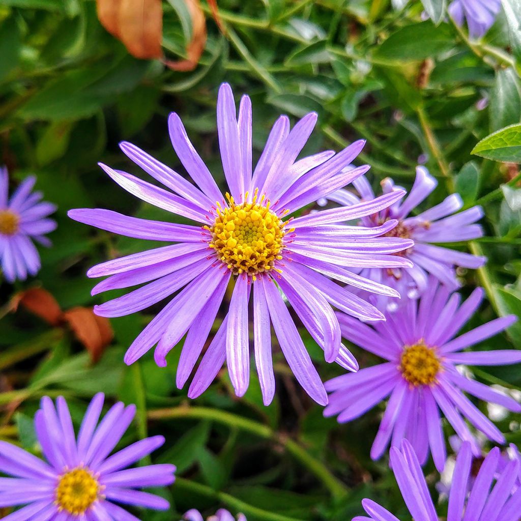 Asteri - Aster thomsonii