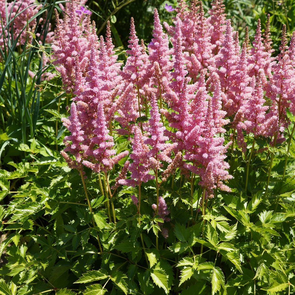 Kiinanjaloangervo Vision in Pink