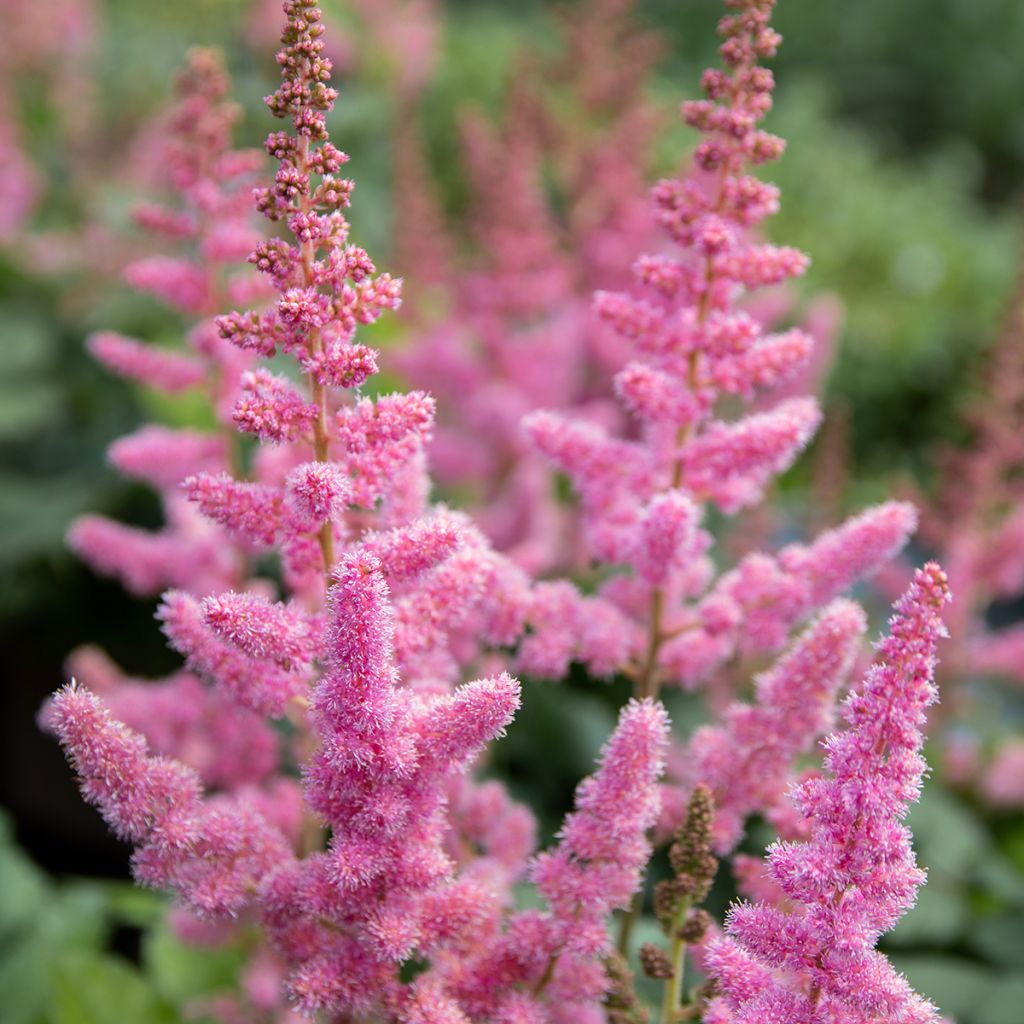 Kiinanjaloangervo Vision in Pink
