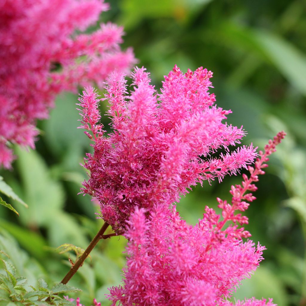 Kiinanjaloangervo Vision in Pink