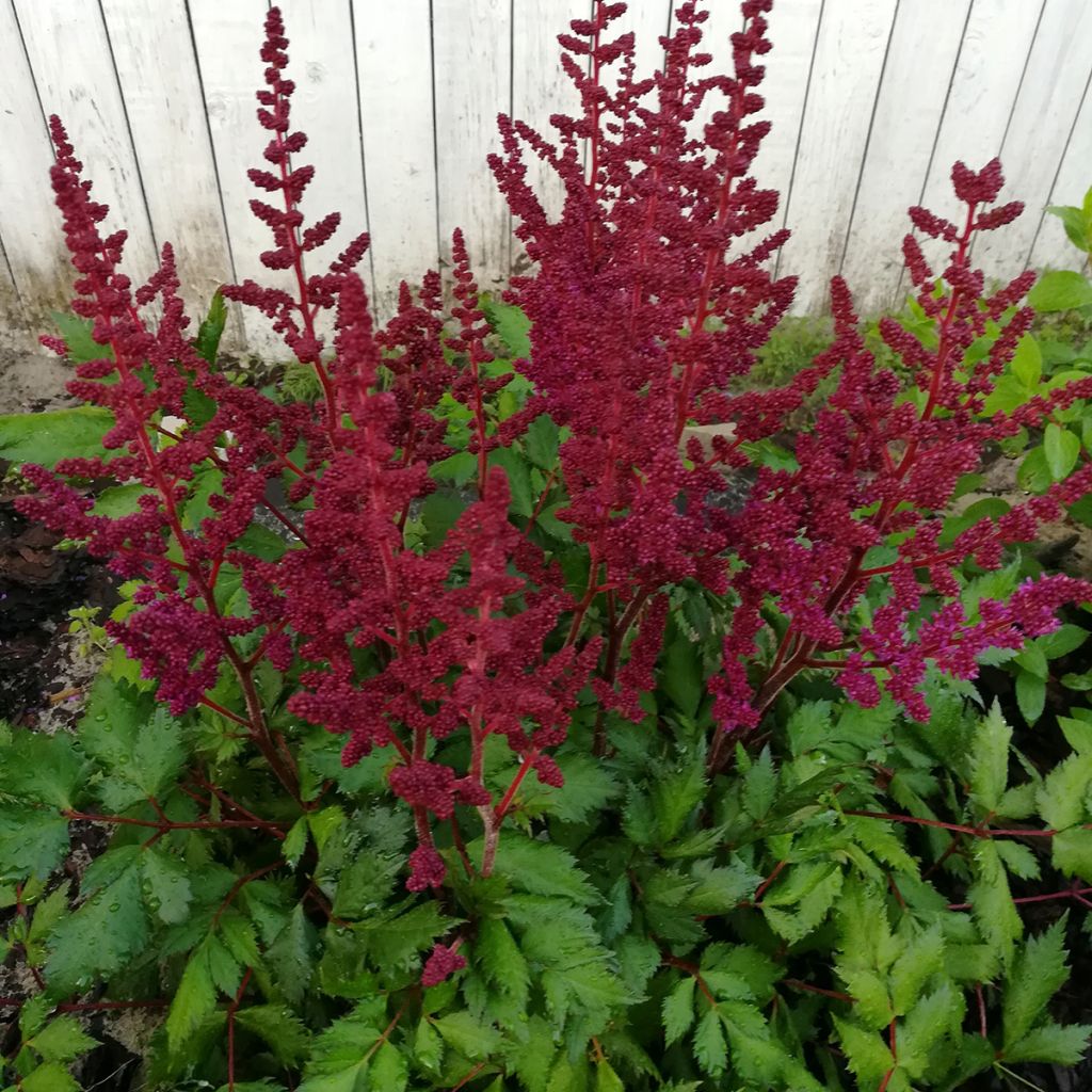Kiinanjaloangervo Vision in Red