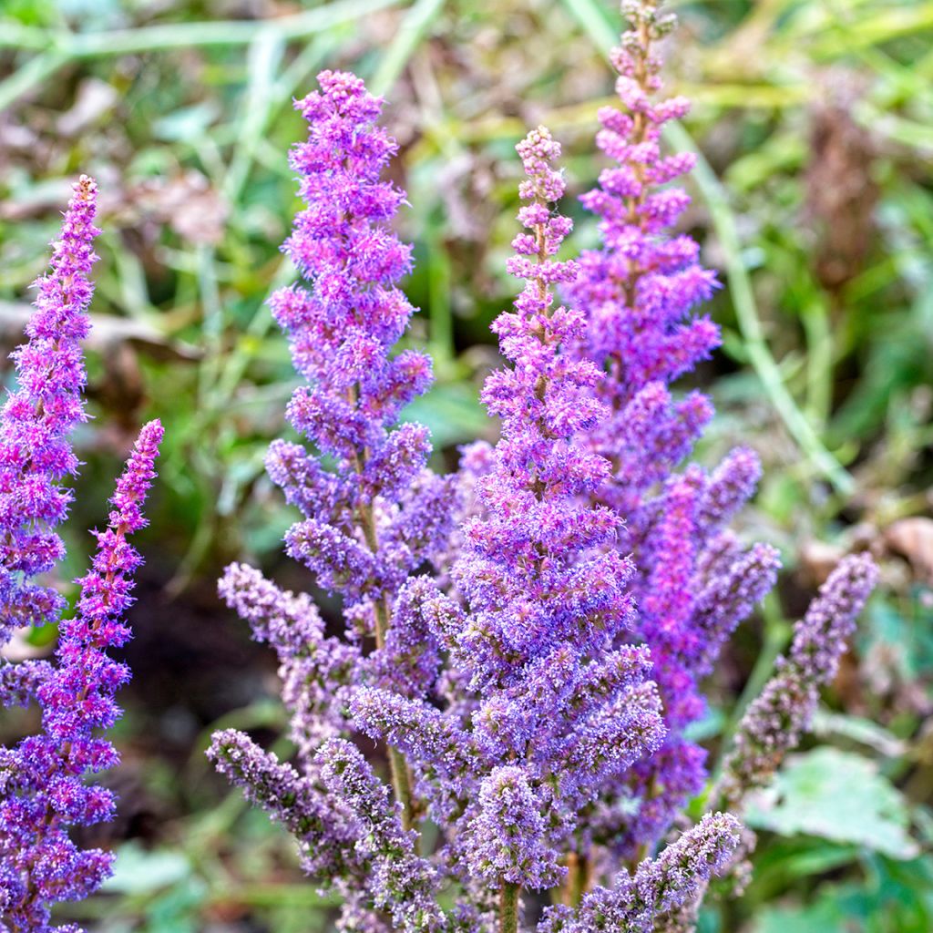 Kiinanjaloangervo Pumila