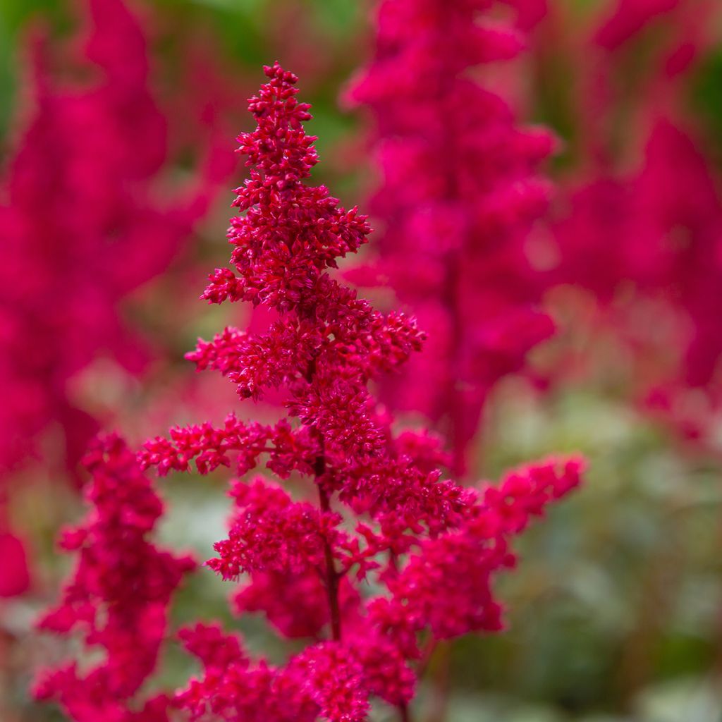 Kivikkojaloangervo Red Sentinel