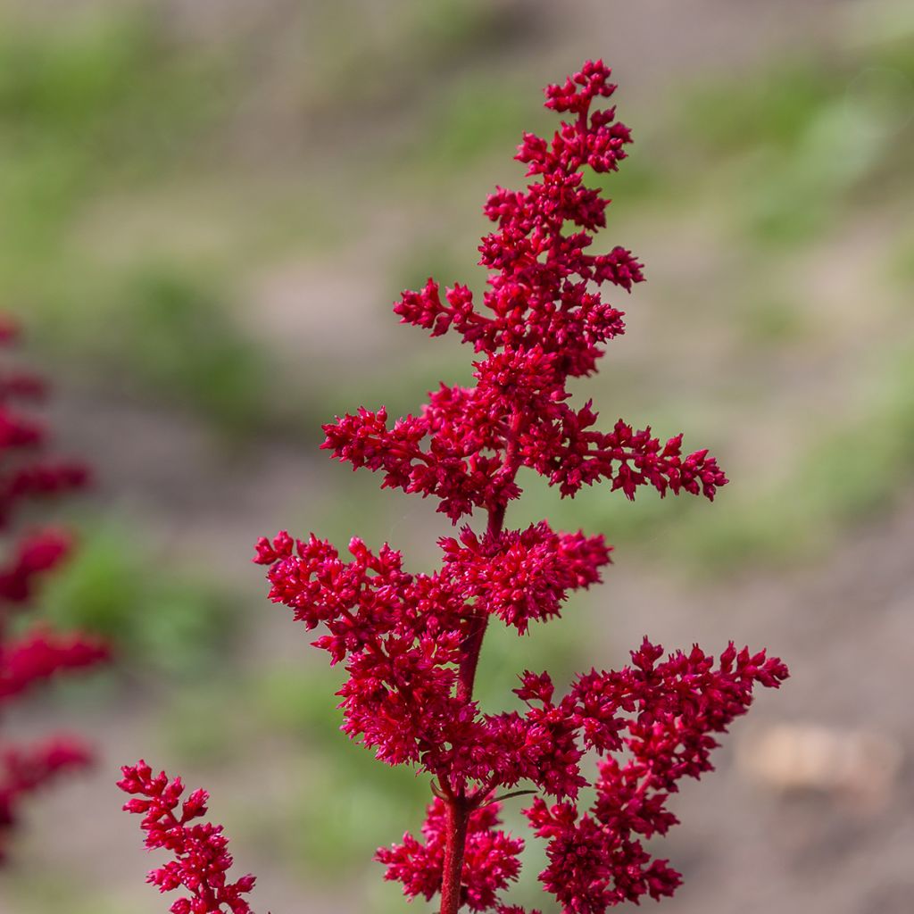 Kivikkojaloangervo Red Sentinel