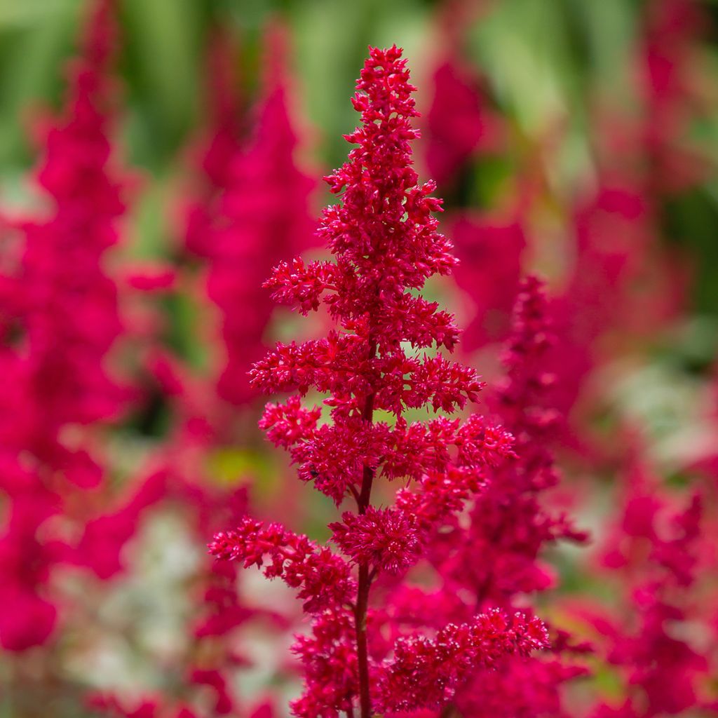 Kivikkojaloangervo Red Sentinel