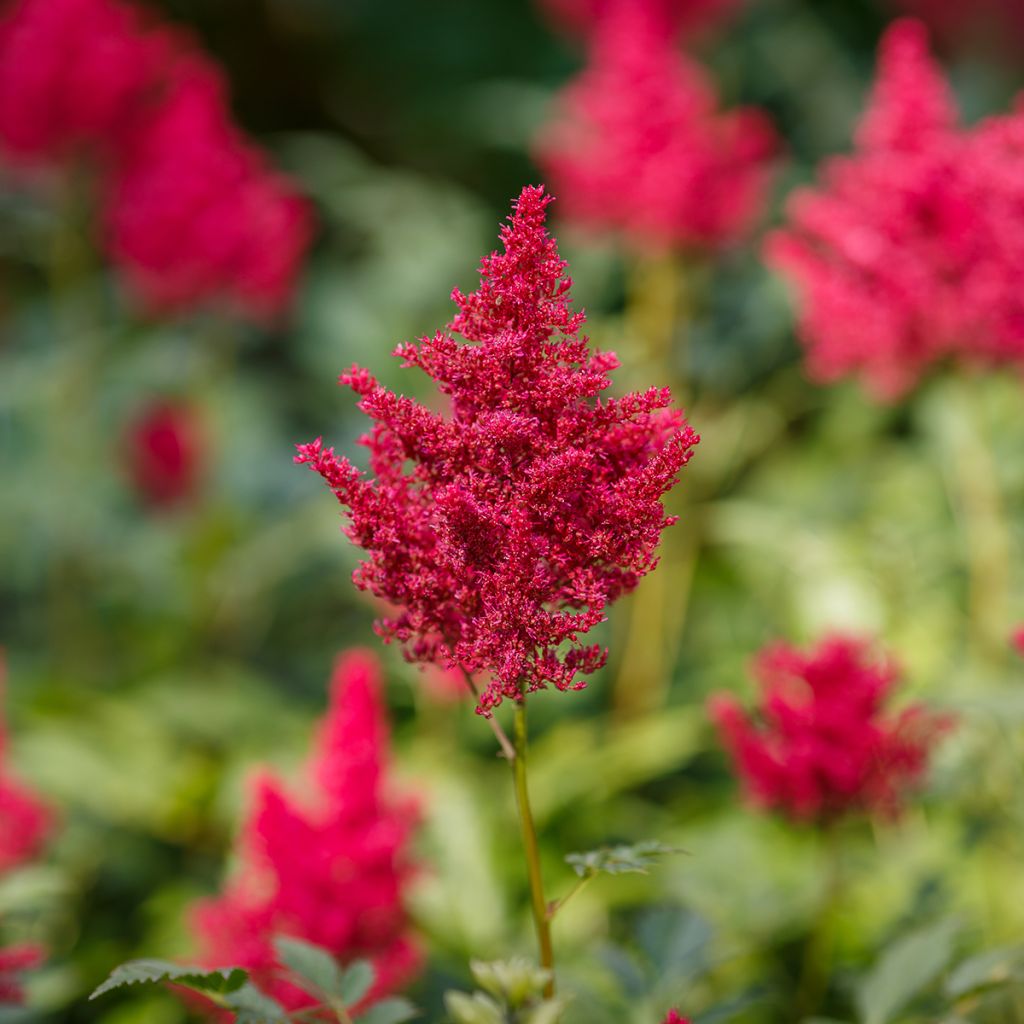 Kivikkojaloangervo Red Sentinel