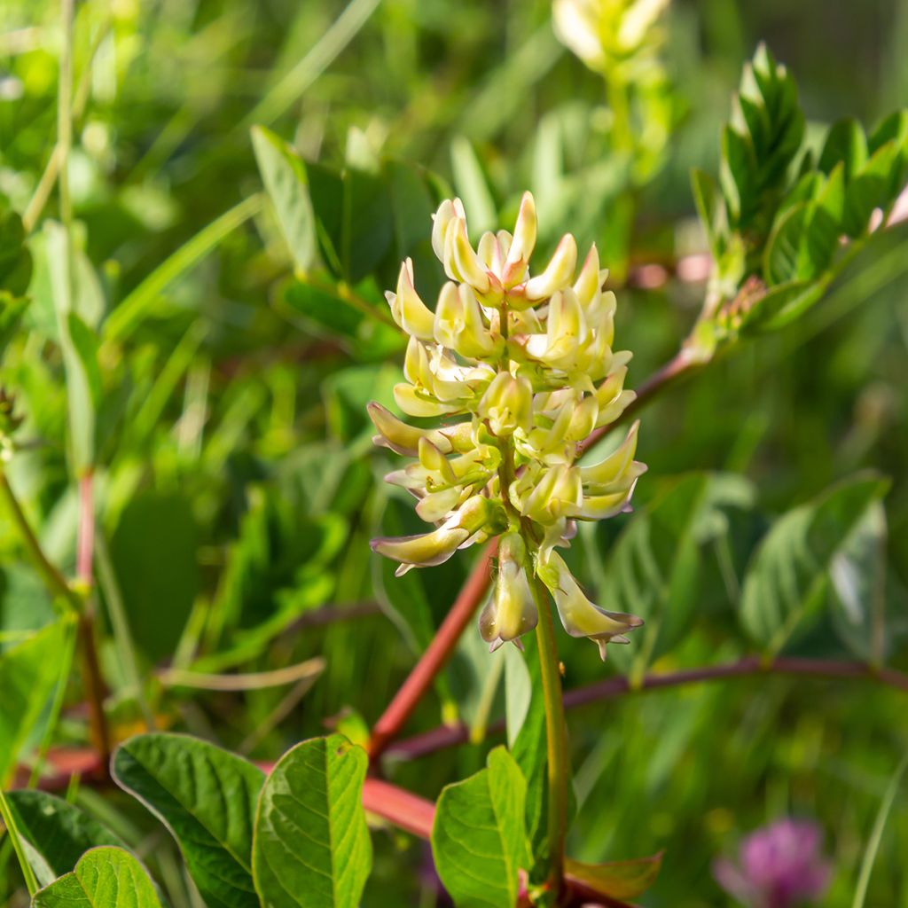 Imeläkurjenherne - Astragalus glycyphyllos