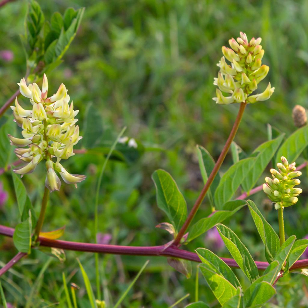 Imeläkurjenherne - Astragalus glycyphyllos