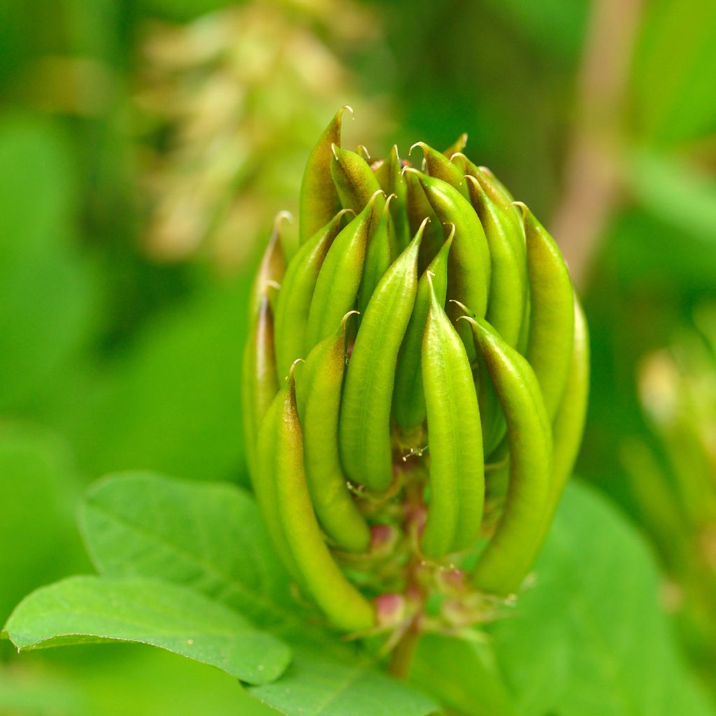 Imeläkurjenherne - Astragalus glycyphyllos