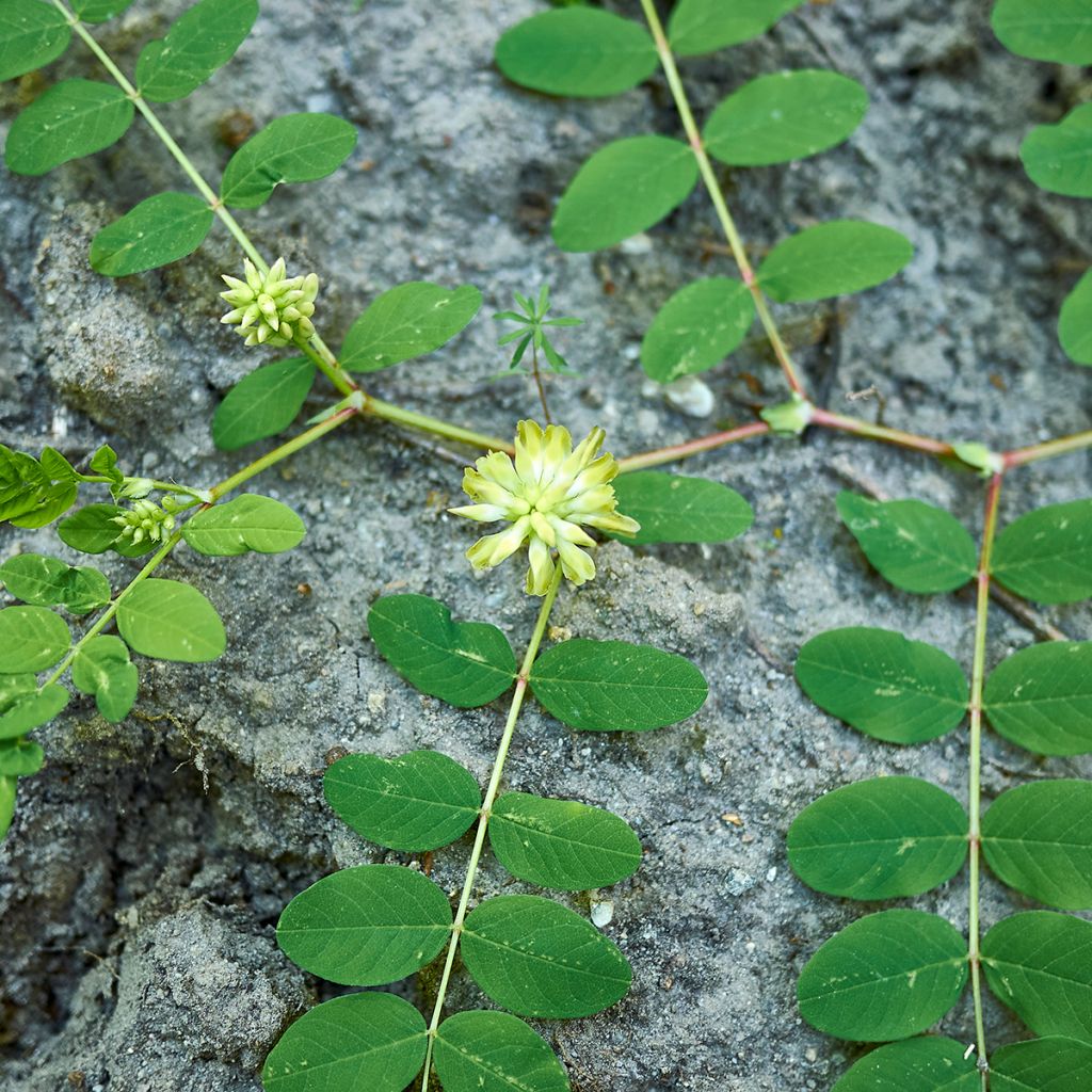 Imeläkurjenherne - Astragalus glycyphyllos