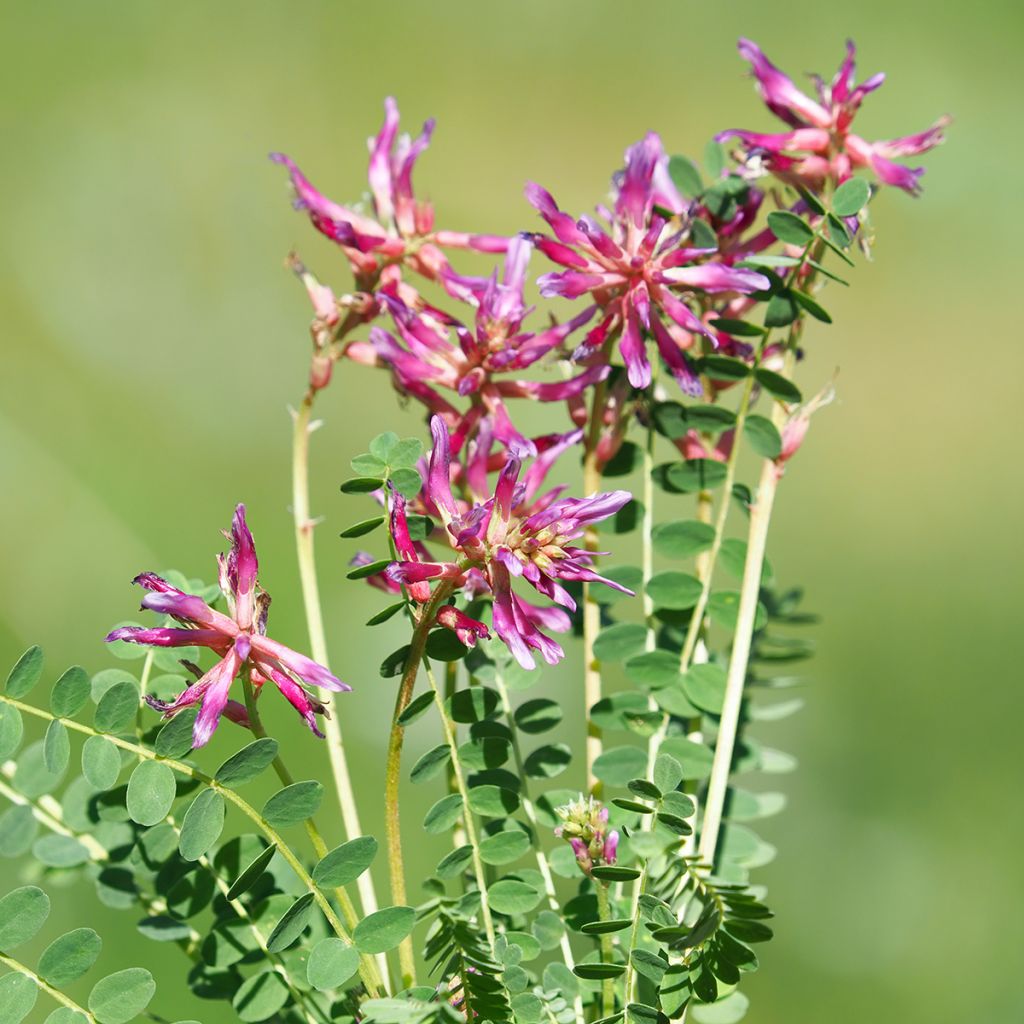 Ranskankurjenherne - Astragalus monspessulanus
