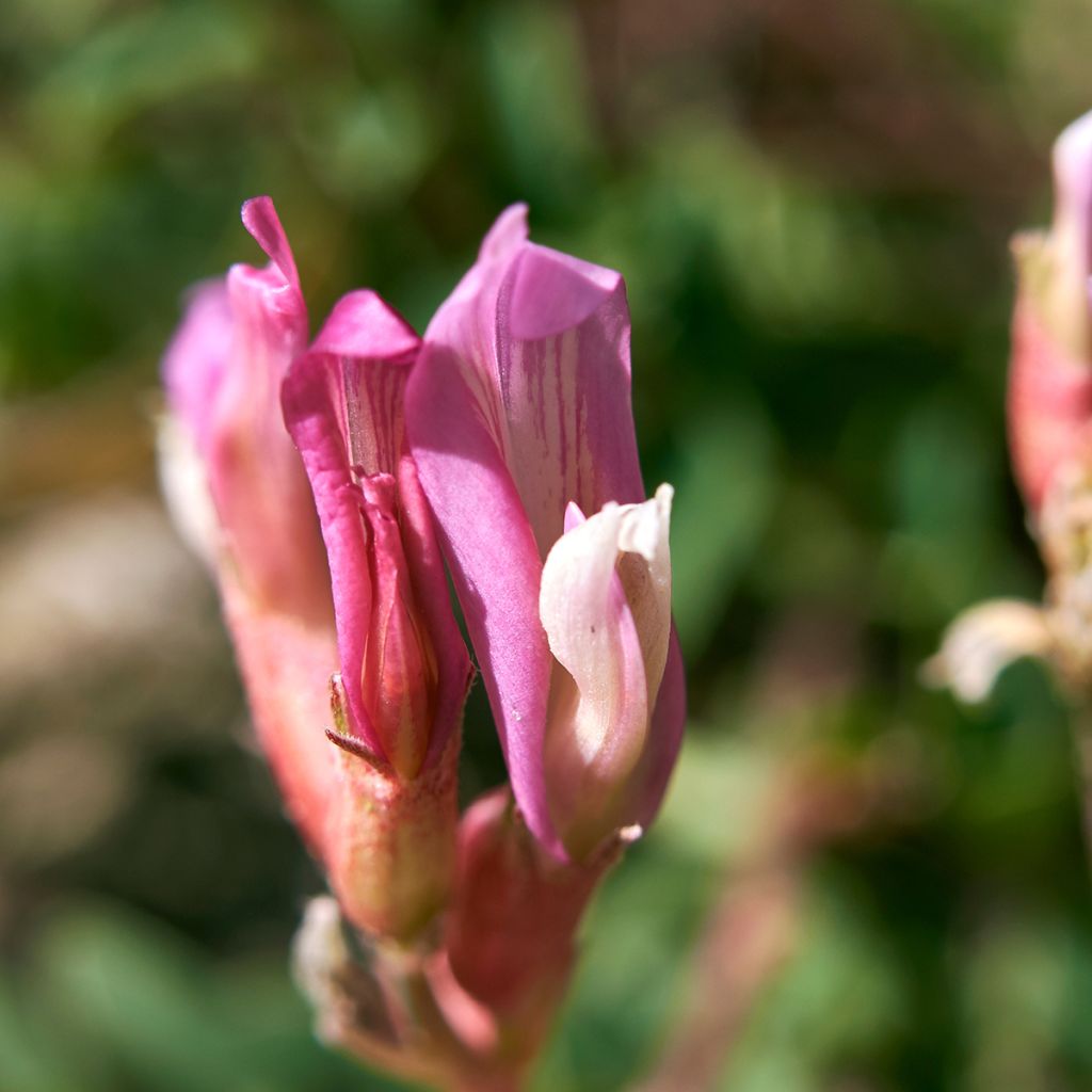 Ranskankurjenherne - Astragalus monspessulanus