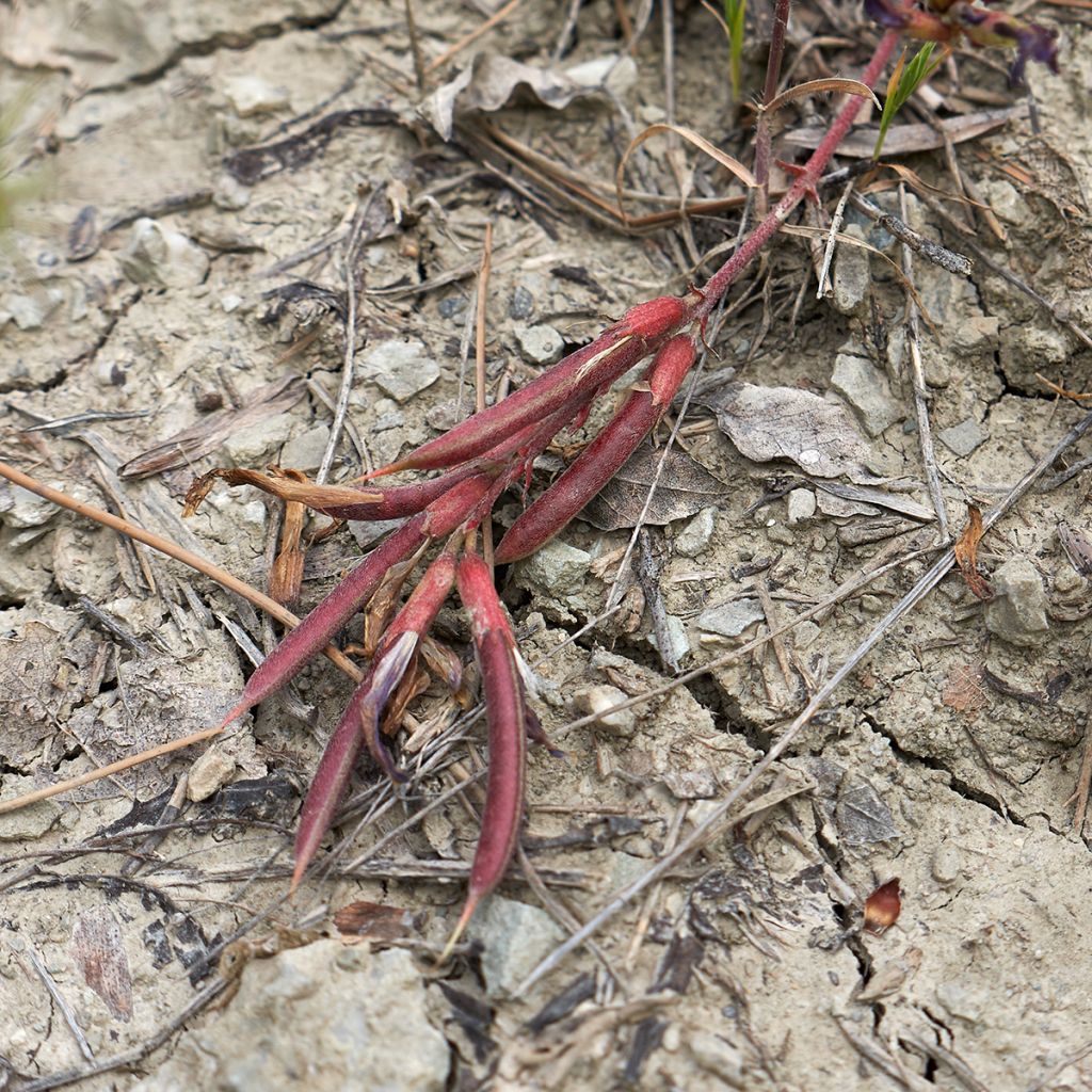 Ranskankurjenherne - Astragalus monspessulanus