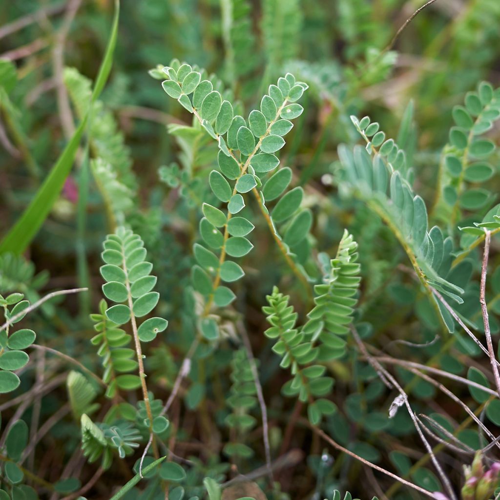 Ranskankurjenherne - Astragalus monspessulanus