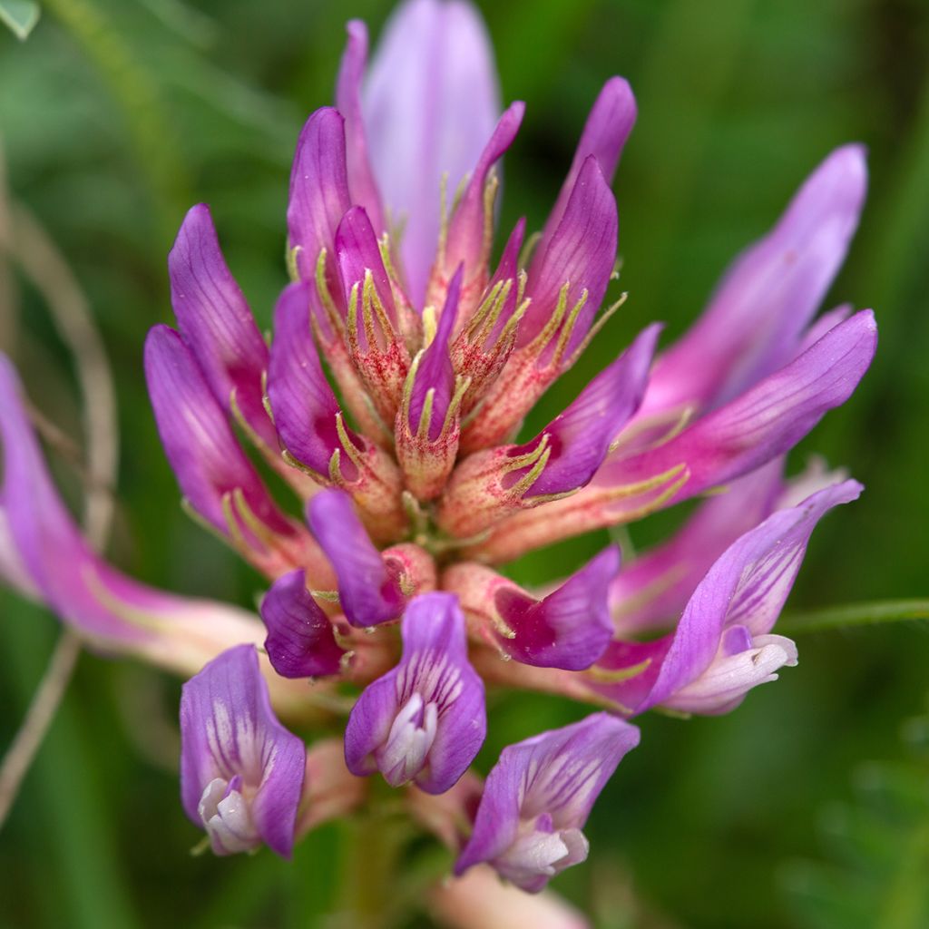Ranskankurjenherne - Astragalus monspessulanus