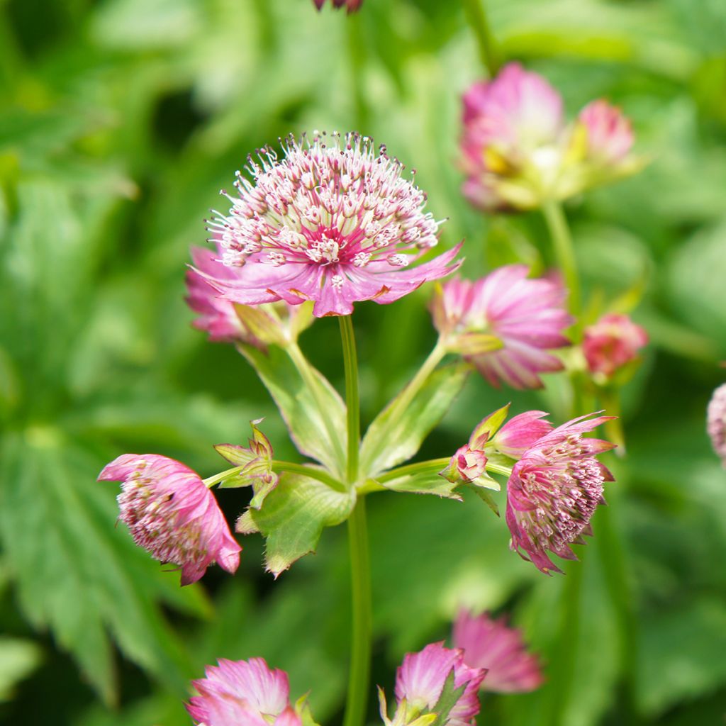 Isotähtiputki Rosea