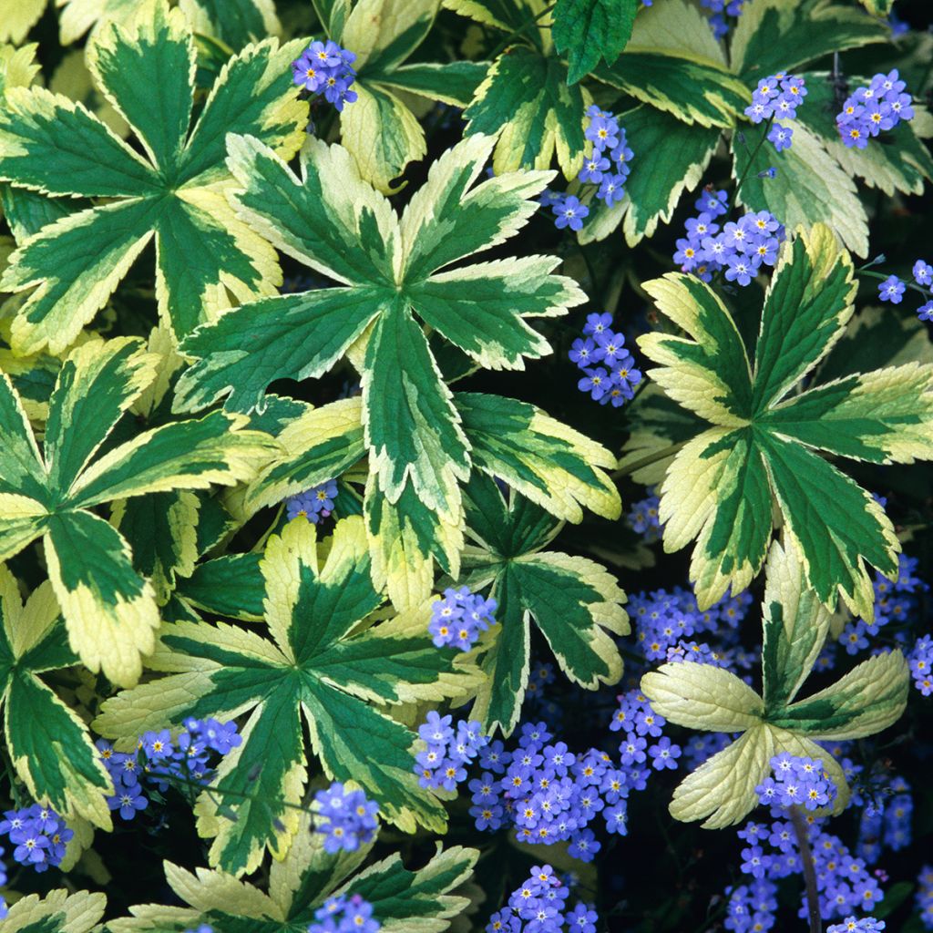Isotähtiputki Sunningdale Variegated