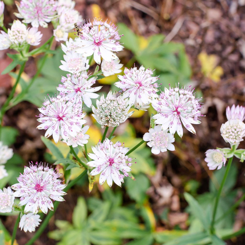 Isotähtiputki Sunningdale Variegated