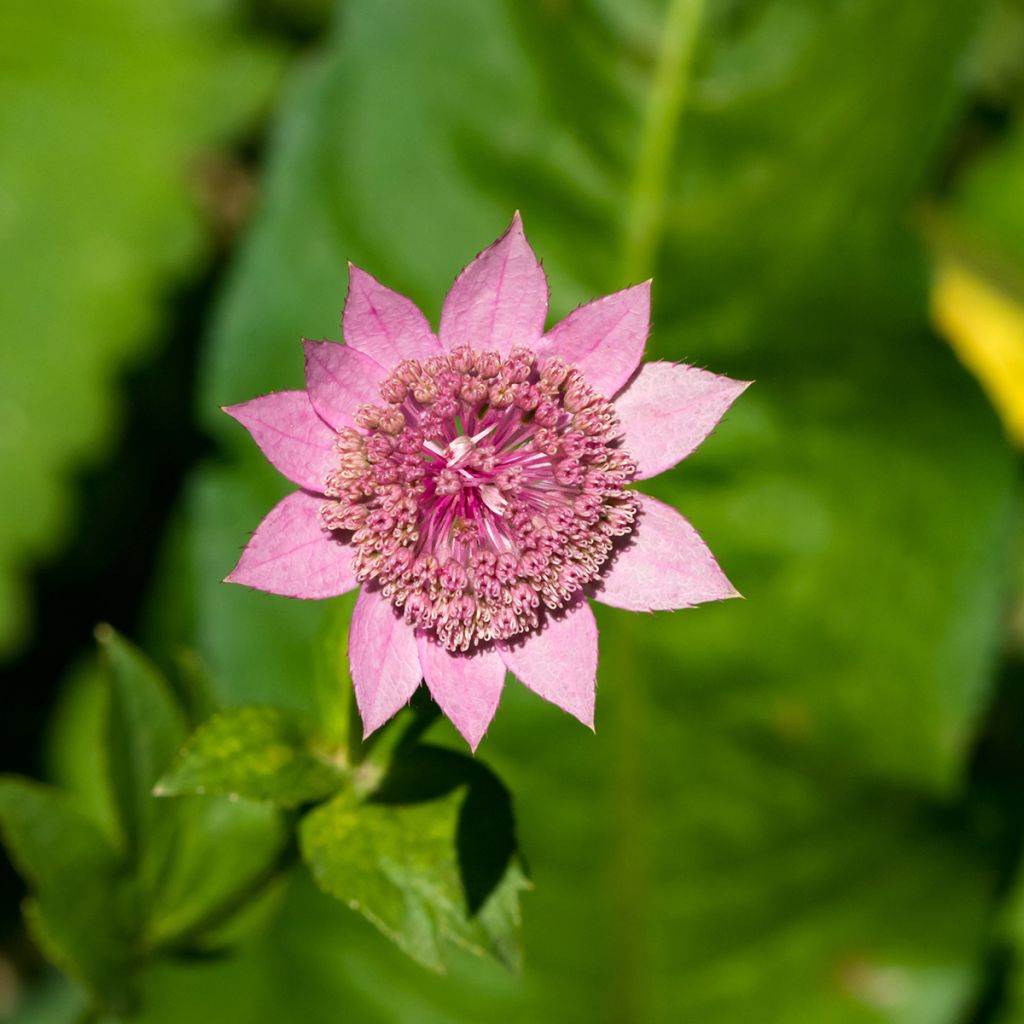 Kaukasiantähtiputki - Astrantia maxima