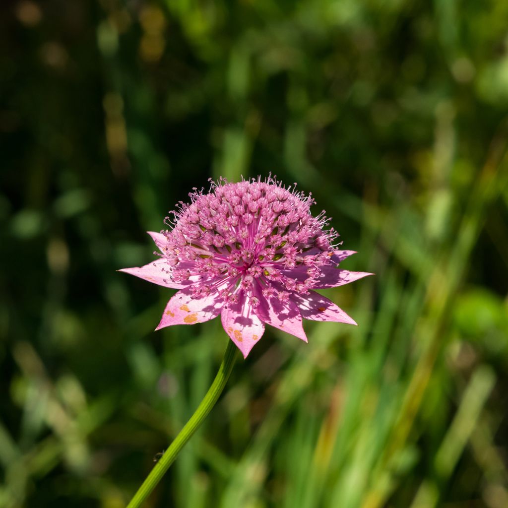 Kaukasiantähtiputki - Astrantia maxima
