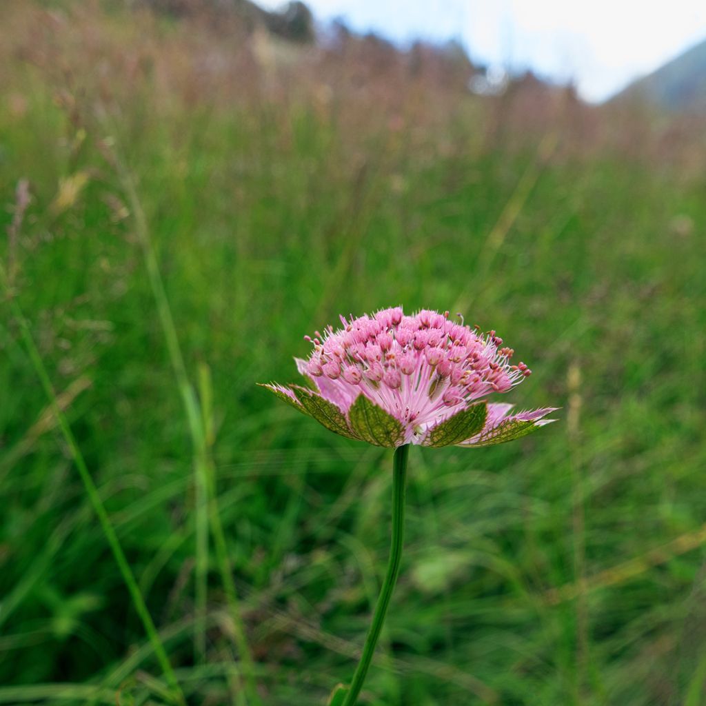 Kaukasiantähtiputki - Astrantia maxima