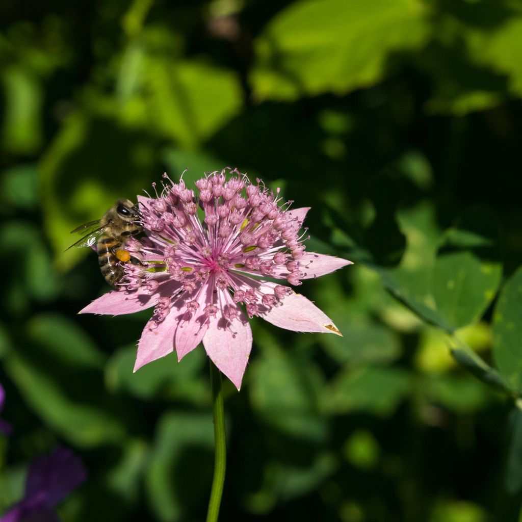 Kaukasiantähtiputki - Astrantia maxima