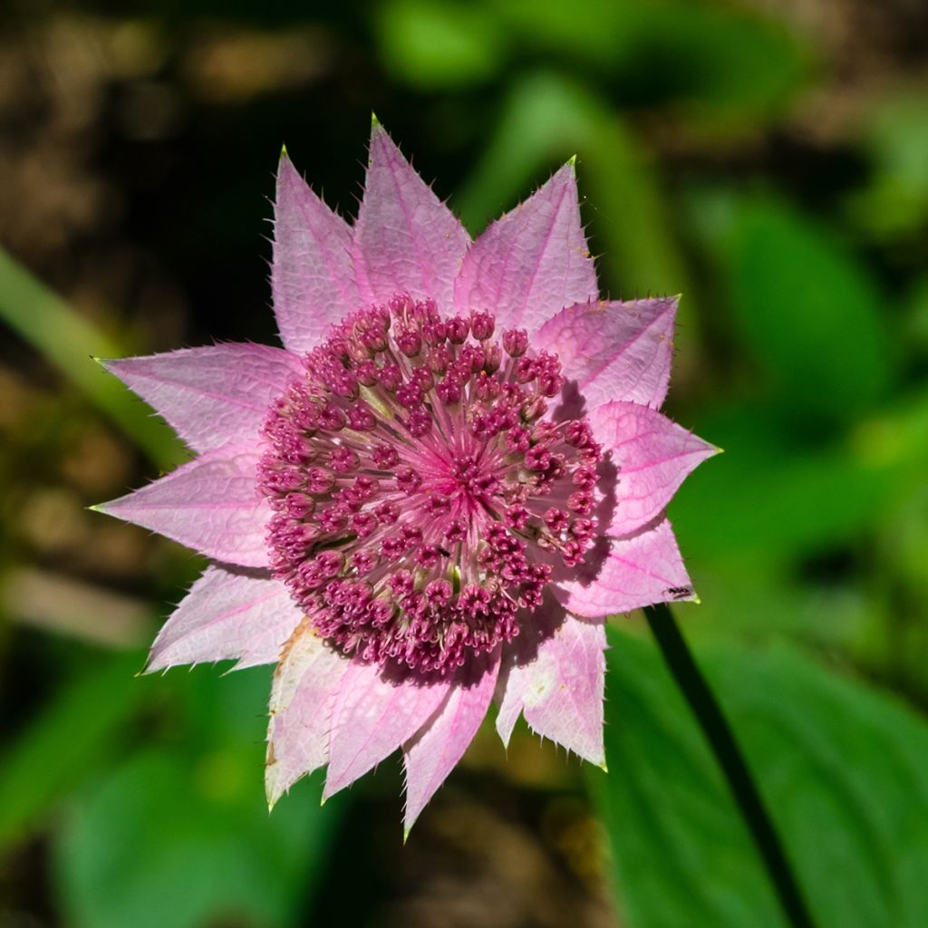 Kaukasiantähtiputki - Astrantia maxima