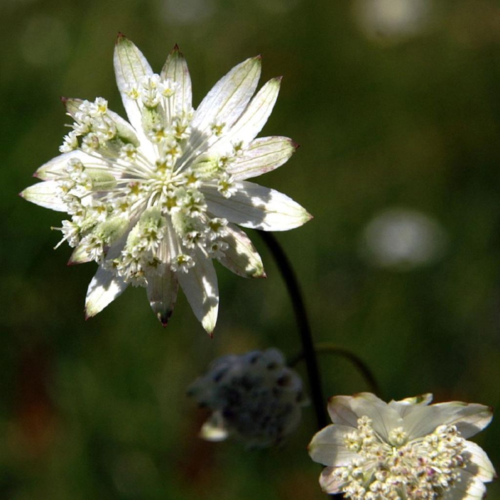 Baijerintähtiputki - Astrantia bavarica