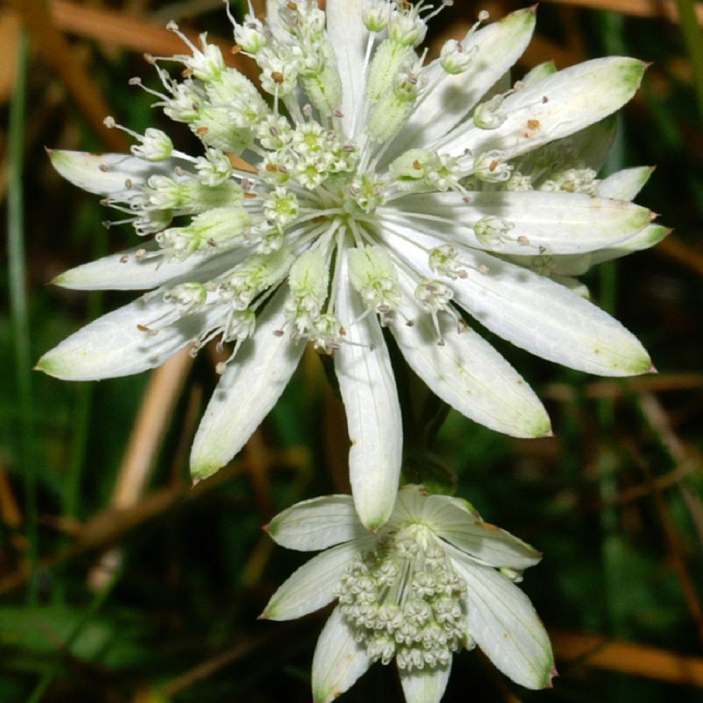 Baijerintähtiputki - Astrantia bavarica