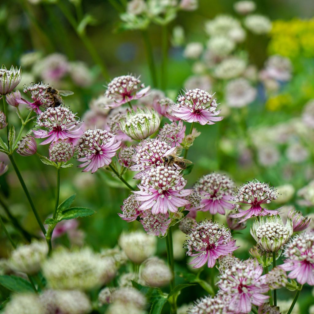 Isotähtiputki - Astrantia major