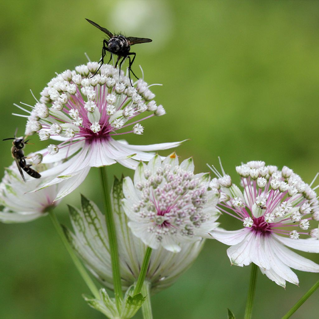 Isotähtiputki - Astrantia major