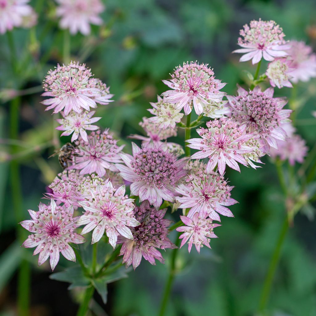 Isotähtiputki - Astrantia major