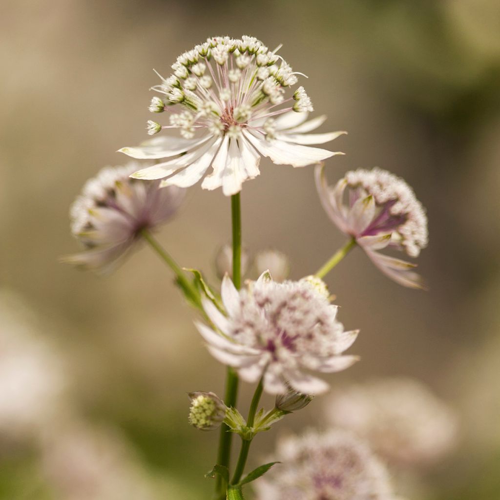 Isotähtiputki - Astrantia major