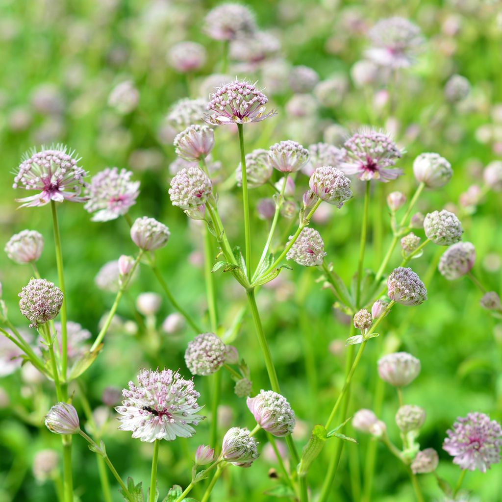 Isotähtiputki - Astrantia major
