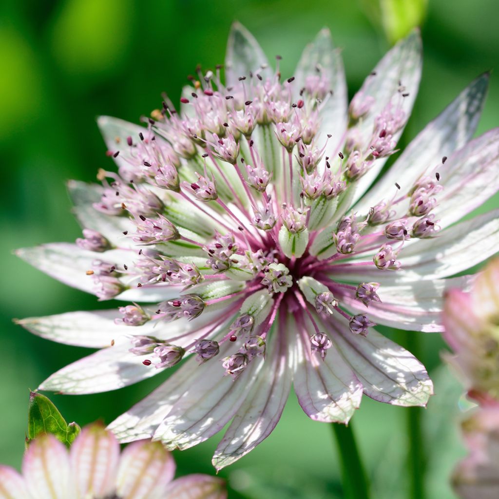 Isotähtiputki - Astrantia major