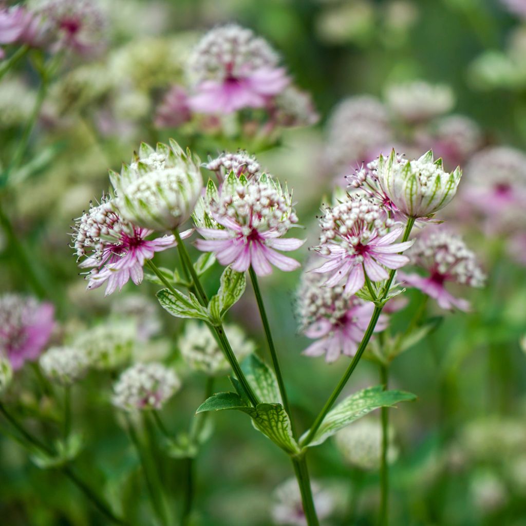 Isotähtiputki - Astrantia major
