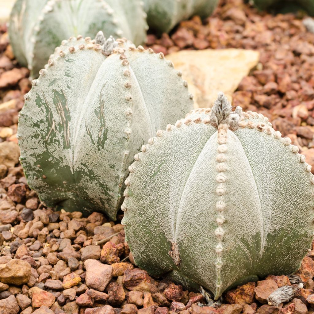 Täpläpiispanhattu - Astrophytum myriostigma