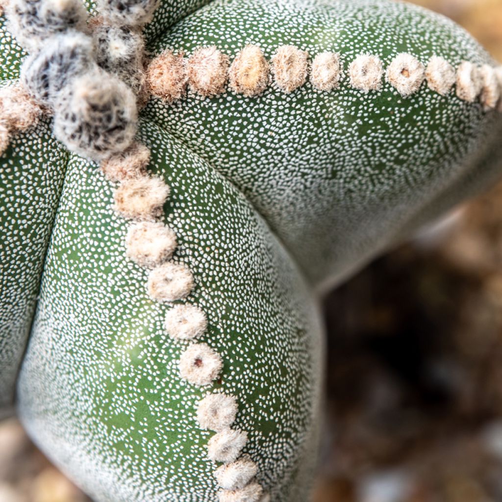 Täpläpiispanhattu - Astrophytum myriostigma