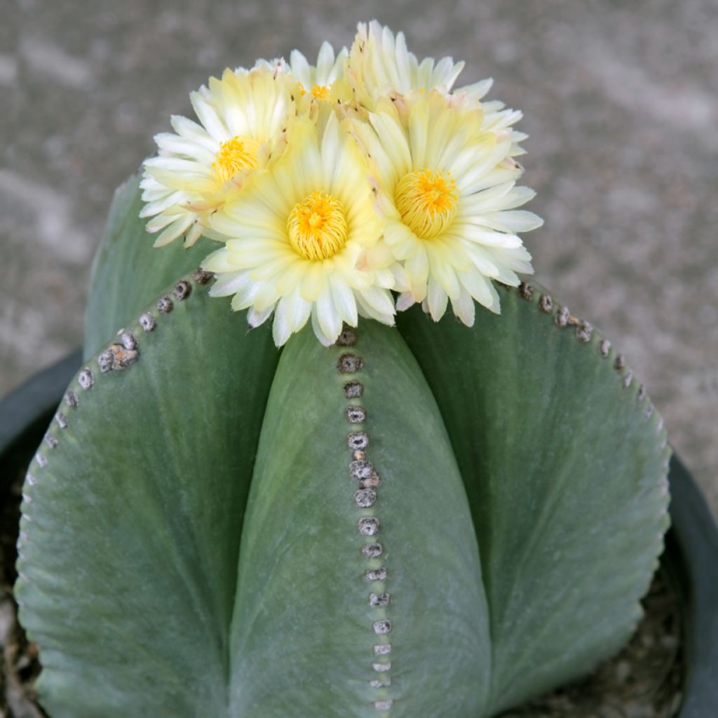 Täpläpiispanhattu - Astrophytum myriostigma