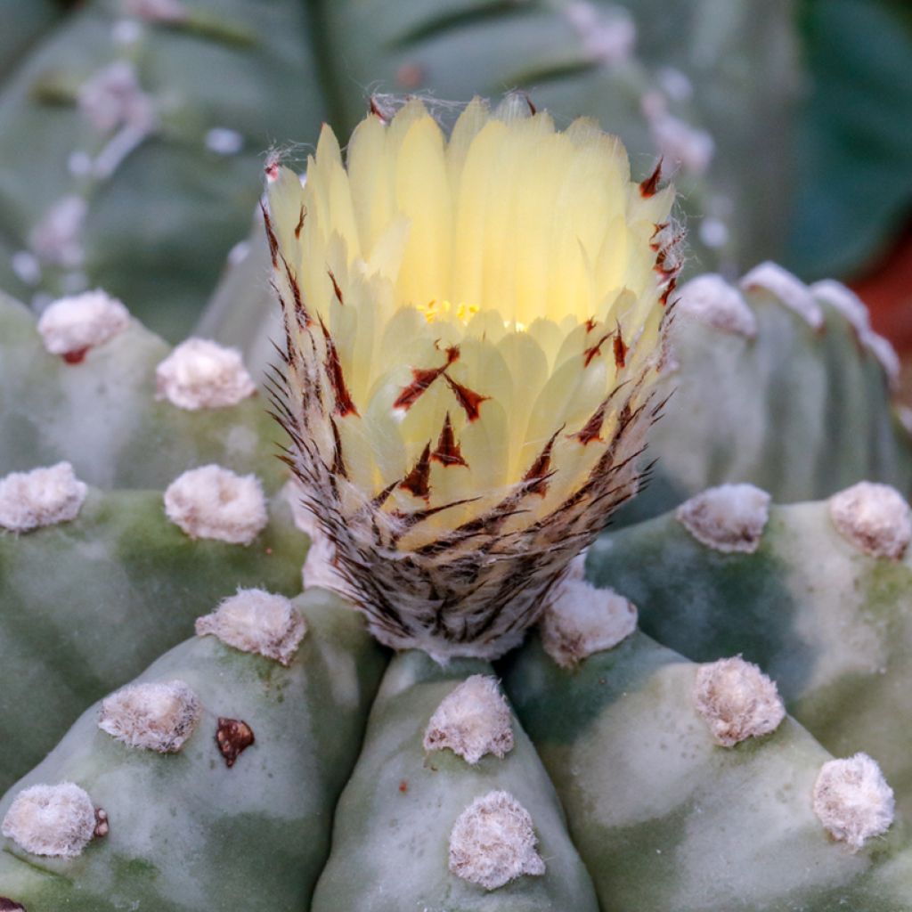 Täpläpiispanhattu - Astrophytum myriostigma