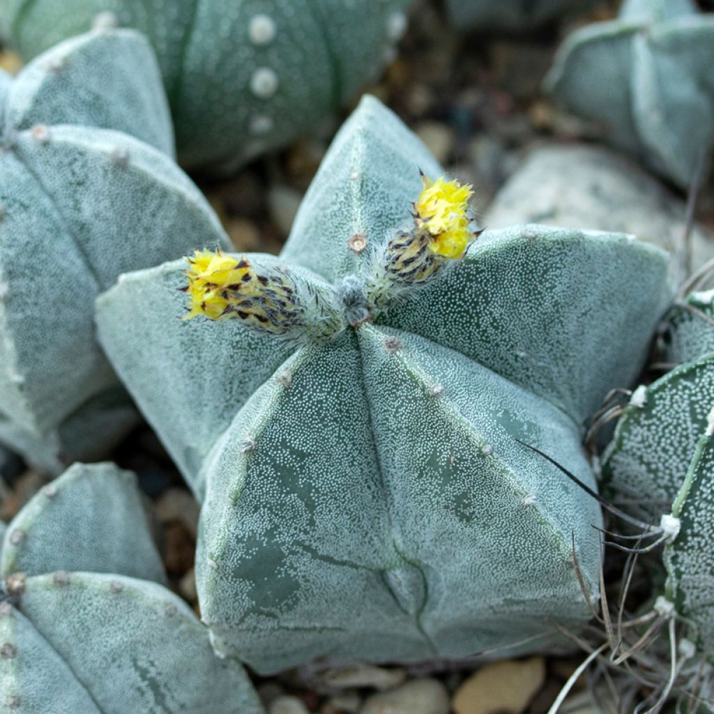 Täpläpiispanhattu - Astrophytum myriostigma