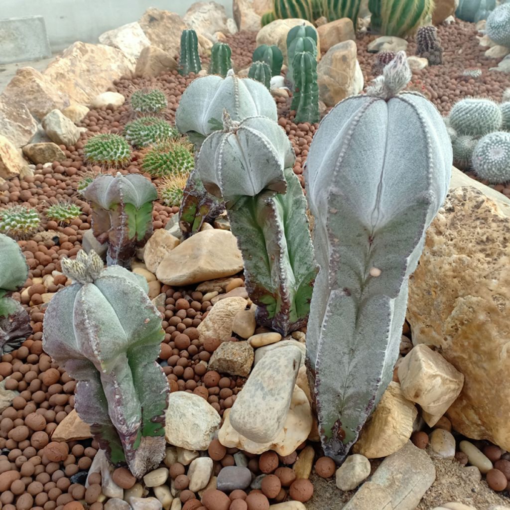 Täpläpiispanhattu - Astrophytum myriostigma
