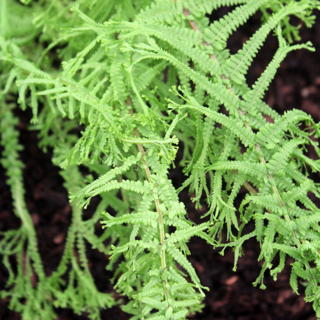 Hiirenporras Victoriae