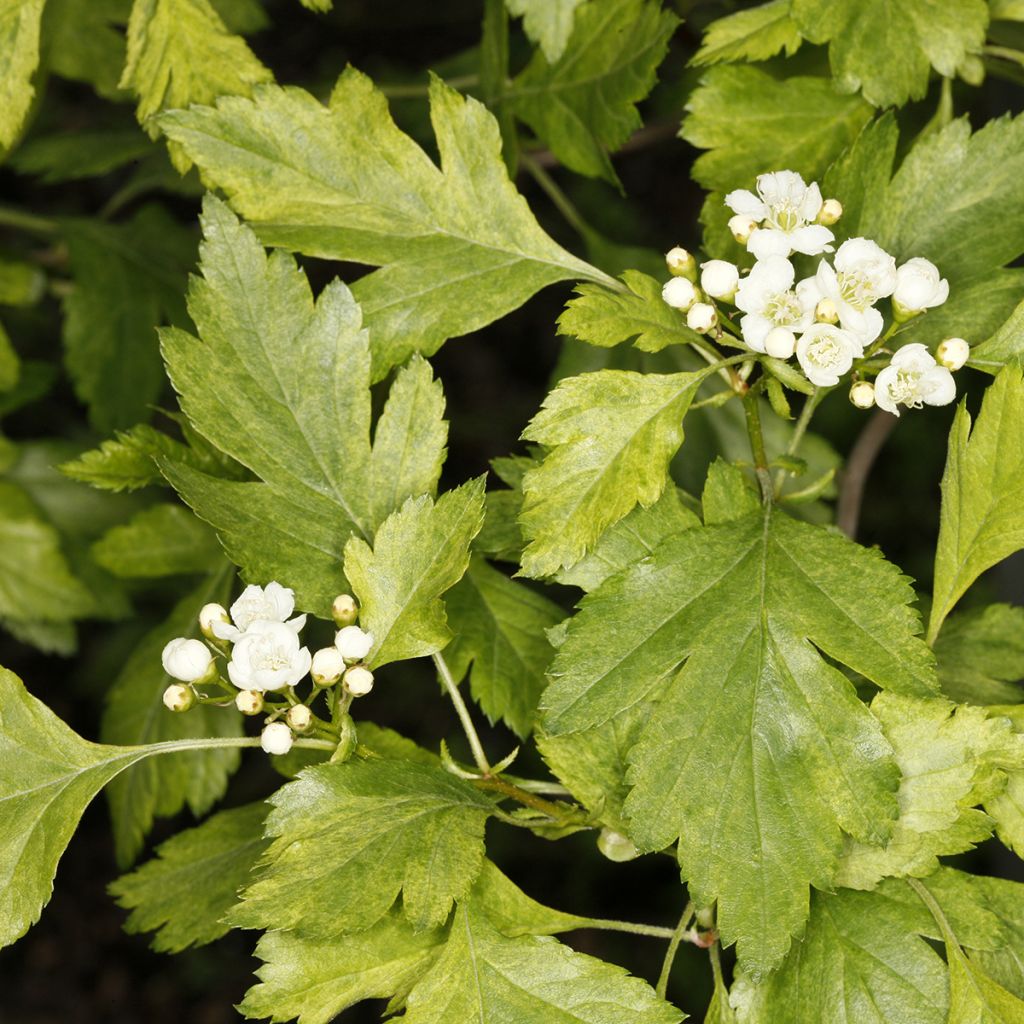 Idänorapihlaja Variegata